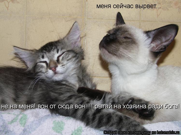 меня сейчас вырвет... меня сейчас вырвет... не на меня! вон от сюда вон!!!! рыгай на хозяина ради бог... Котоматрица: меня сейчас вырвет... меня сейчас вырвет... не на меня! вон от сюда вон!!!! рыгай на хозяина ради бога!