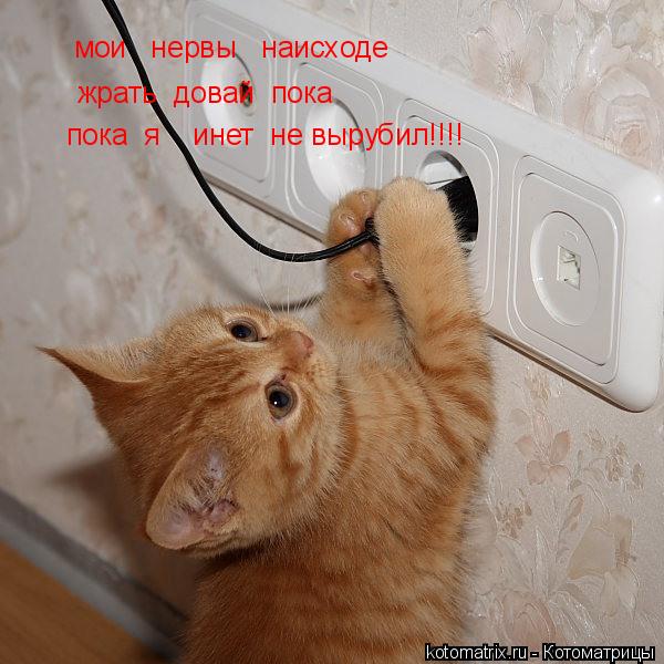 мои нервы наисходе жрать довай пока пока я инет не вырубил!!!!... Котоматрица: мои нервы наисходе жрать довай пока пока я инет не вырубил!!!!