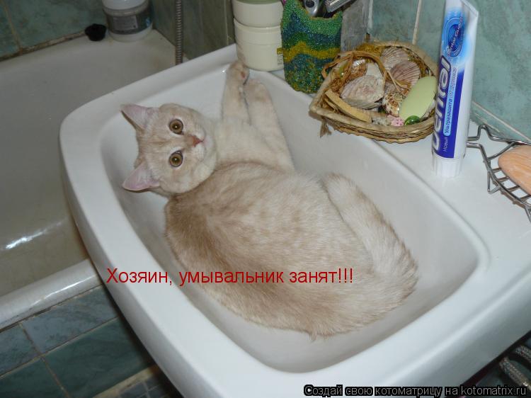 Хозяин, умывальник занят!!!... Котоматрица: Хозяин, умывальник занят!!!