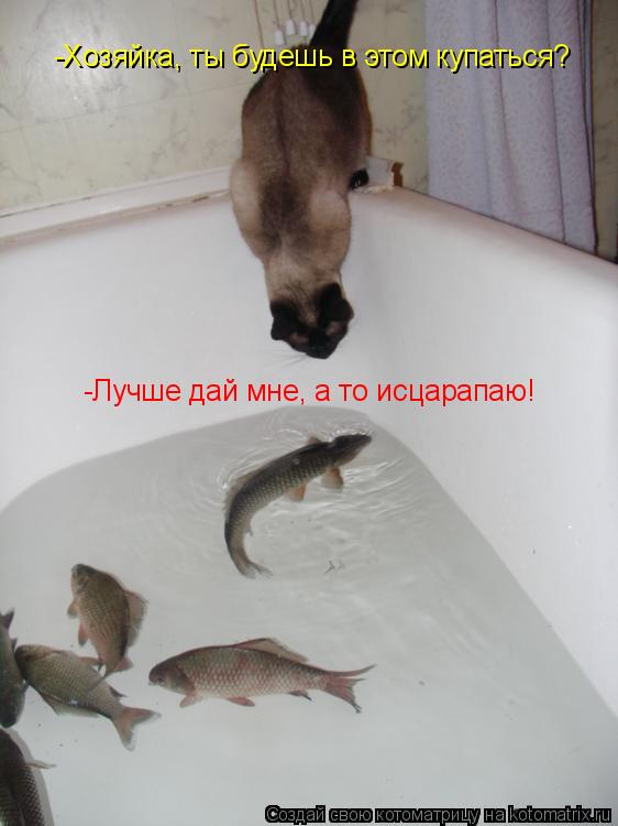 -Хозяйка, ты будешь в этом купаться? -Лучше дай мне, а то исцарапаю!... Котоматрица: -Хозяйка, ты будешь в этом купаться? -Лучше дай мне, а то исцарапаю!