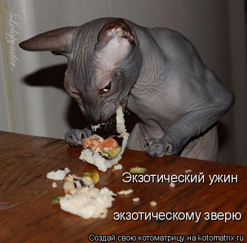 Экзотический ужин экзотическому зверю... Котоматрица: Экзотический ужин экзотическому зверю