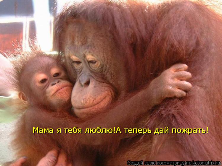 Мама я тебя люблю!А теперь дай пожрать!... Котоматрица: Мама я тебя люблю!А теперь дай пожрать!