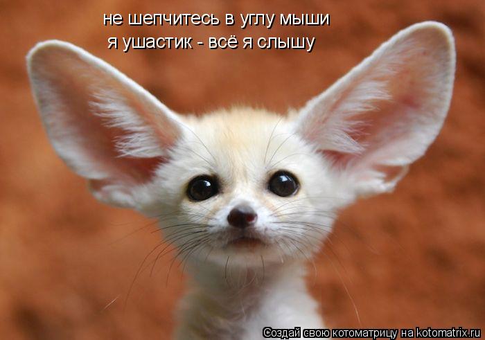 не шепчитесь в углу мыши я ушастик - всё я слышу... Котоматрица: не шепчитесь в углу мыши я ушастик - всё я слышу