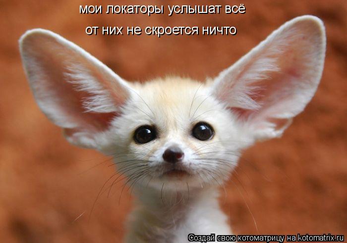 мои локаторы услышат всё от них не скроется ничто... Котоматрица: мои локаторы услышат всё от них не скроется ничто