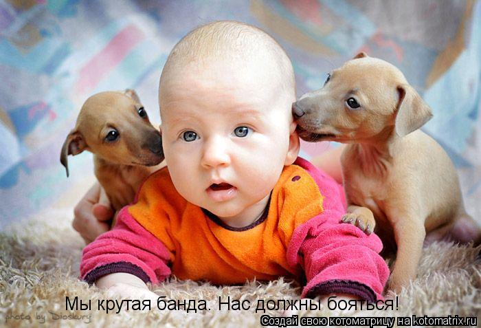 Мы крутая банда. Нас должны бояться!... Котоматрица: Мы крутая банда. Нас должны бояться!