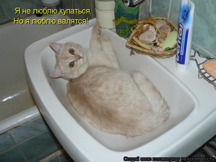 Я не люблю купаться, Но я люблю валятся!... Котоматрица: Я не люблю купаться, Но я люблю валятся!