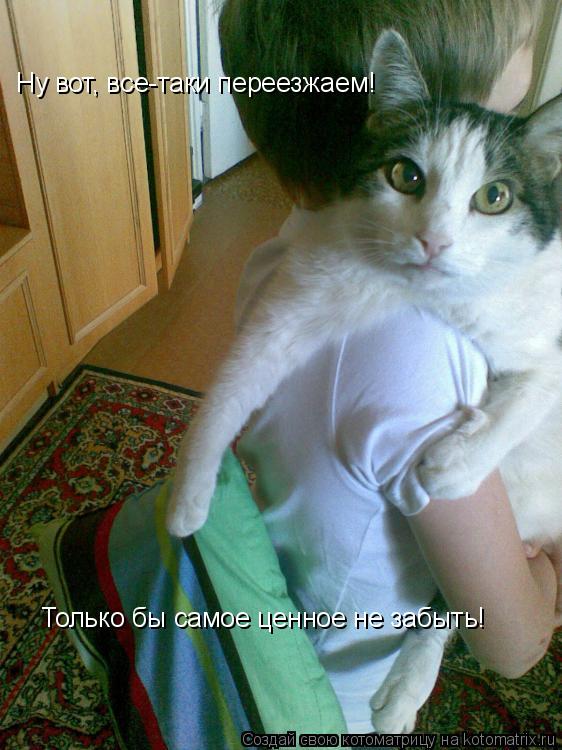 Котоматрица: Ну вот, все-таки переезжаем! Только бы самое ценное не забыть!