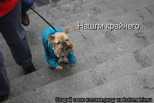 Котоматрица: Нашли крайнего...
