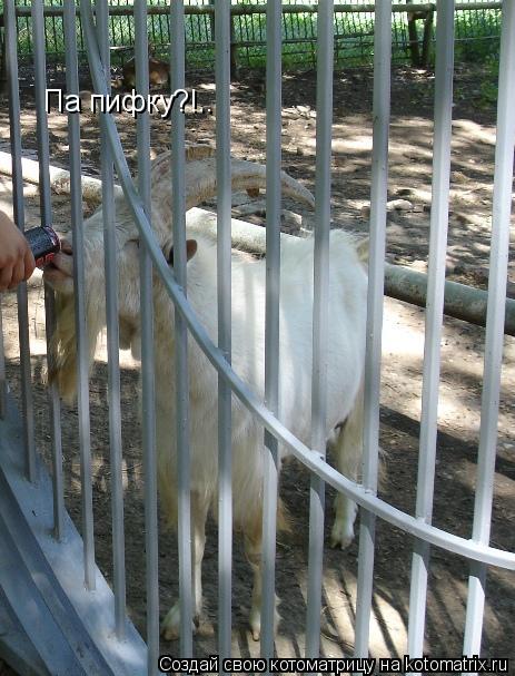 Котоматрица: Па пифку?!..