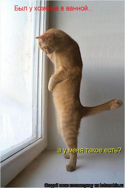 Котоматрица: Был у хозяина в ванной... ...а у меня такое есть?