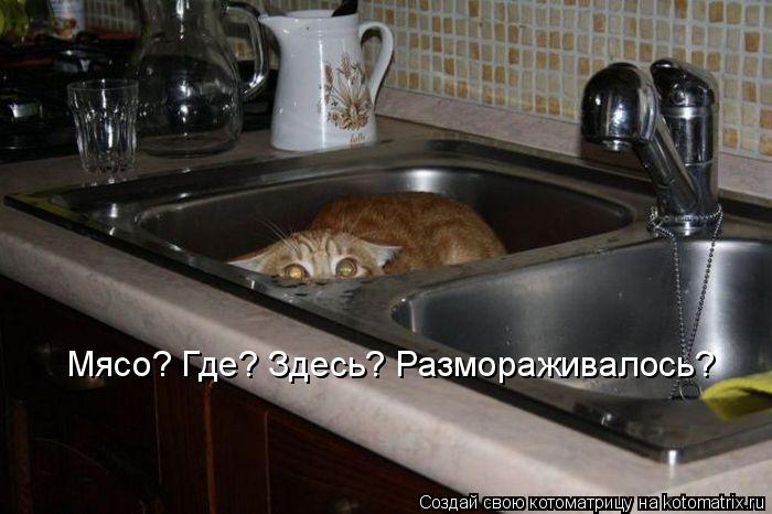 Котоматрица: Мясо? Где? Здесь? Размораживалось?