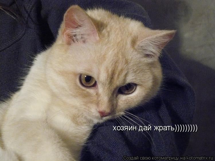 Котоматрица: хозяин дай жрать)))))))))