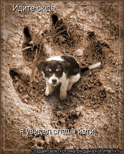 Котоматрица: Идите сюда, я увидел следы йети!