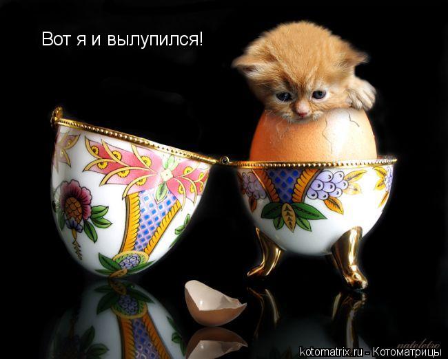 Котоматрица: Вот я и вылупился!