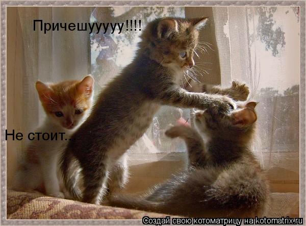 Котоматрица: Причешууууу!!!! Не стоит...