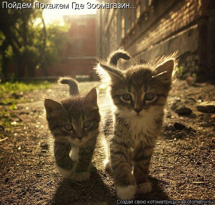 Котоматрица: Пойдём Покажем Где Зоомагазин...