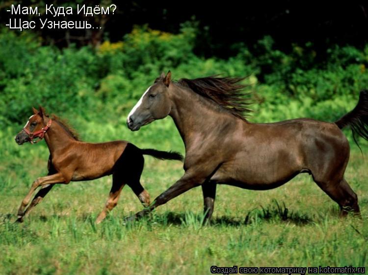 -Мам, Куда Идём? -Щас Узнаешь...... Котоматрица: -Мам, Куда Идём? -Щас Узнаешь...