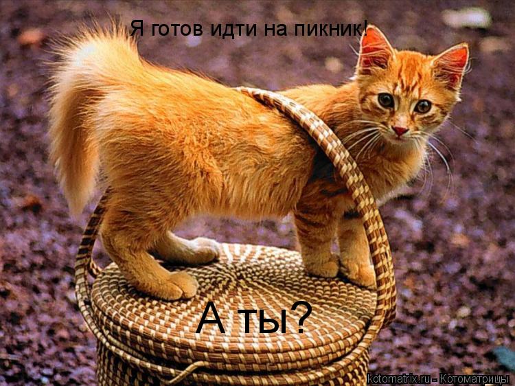 Я готов идти на пикник! А ты?... Котоматрица: Я готов идти на пикник! А ты?