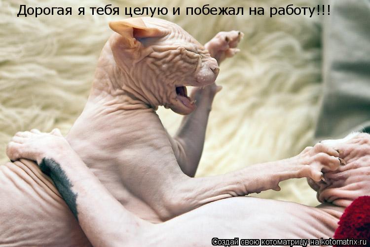 Дорогая я тебя целую и побежал на работу!!!... Котоматрица: Дорогая я тебя целую и побежал на работу!!!