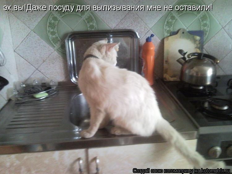 эх,вы!Даже посуду для вылизывания мне не оставили!... Котоматрица: эх,вы!Даже посуду для вылизывания мне не оставили!