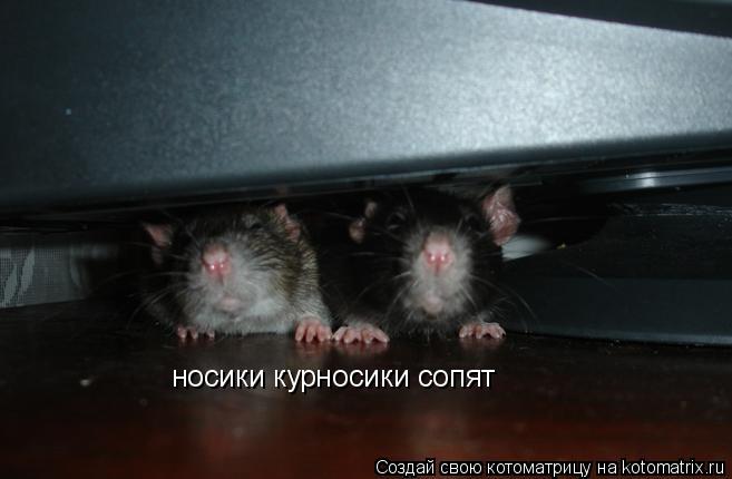НОСИКИ КУРНОСИКИ СОПЯТ MP3 СКАЧАТЬ БЕСПЛАТНО НОСИКИ КУРНОСИКИ СОПЯТ MP3 СКАЧАТЬ БЕСПЛАТНО