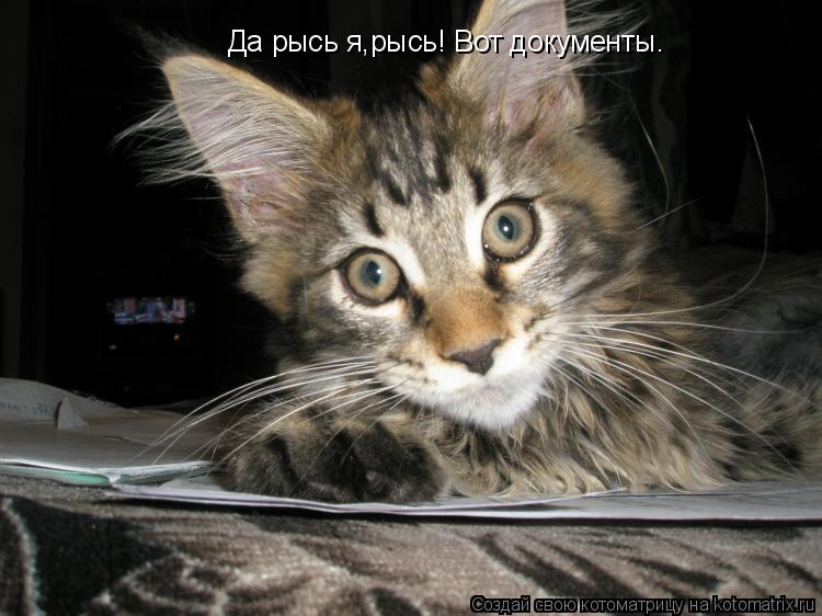 Да рысь я,рысь! Вот документы. Да рысь я,рысь! Вот документы. Да рысь я,рысь! Вот документы.... Котоматрица: Да рысь я,рысь! Вот документы. Да рысь я,рысь! Вот документы. Да рысь я,рысь! Вот документы.