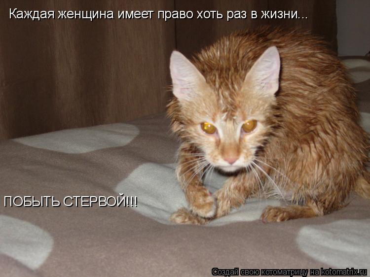 Котоматрица: Каждая женщина имеет право хоть раз в жизни... ПОБЫТЬ СТЕРВОЙ!!!