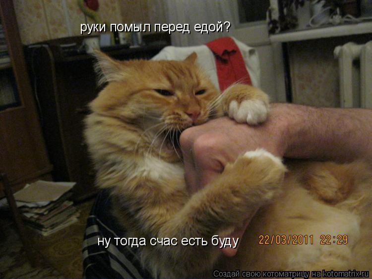 Котоматрица: руки помыл перед едой?  ну тогда счас есть буду