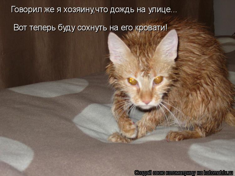 Котоматрица: Говорил же я хозяину,что дождь на улице... Вот теперь буду сохнуть на его кровати!