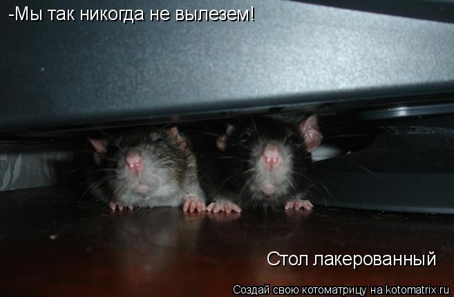 Котоматрица: -Мы так никогда не вылезем!  Стол лакерованный