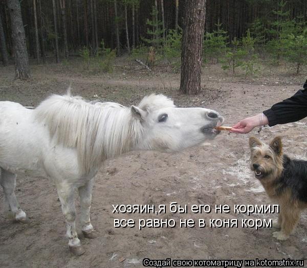Котоматрица: хозяин,я бы его не кормил все равно не в коня корм