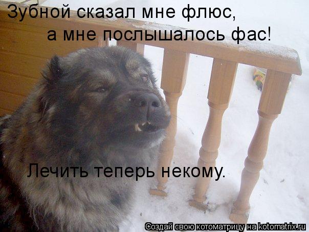 Котоматрица: Зубной сказал мне флюс, а мне послышалось фас! Лечить теперь некому.