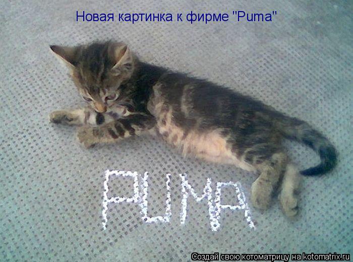 Новая картинка к фирме "Puma"... Котоматрица: Новая картинка к фирме "Puma"