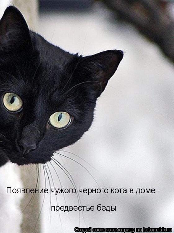 Появление чужого черного кота в доме - предвестье беды... Котоматрица: Появление чужого черного кота в доме - предвестье беды