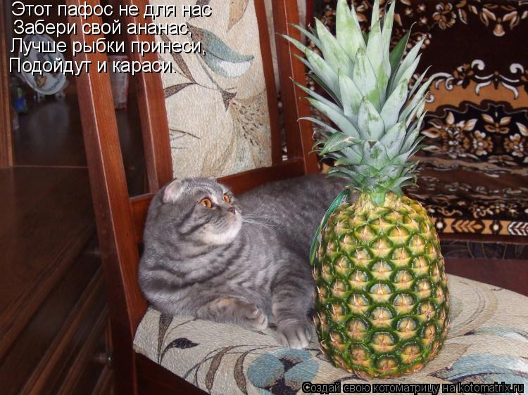 Котоматрица: Этот пафос не для нас Забери свой ананас, Лучше рыбки принеси, Подойдут и караси.