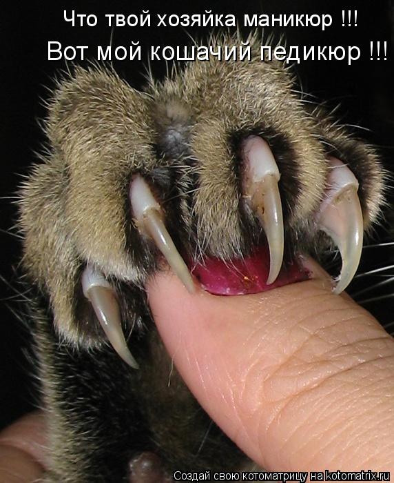Что твой хозяйка маникюр !!! Вот мой кошачий педикюр !!!... Котоматрица: Что твой хозяйка маникюр !!! Вот мой кошачий педикюр !!!