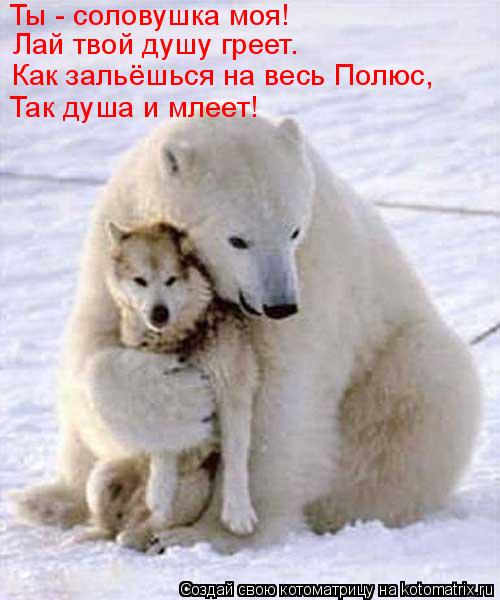 Ты - соловушка моя! Лай твой душу греет. Как зальёшься на весь Полюс, Так душа и млеет!... Котоматрица: Ты - соловушка моя! Лай твой душу греет. Как зальёшься на весь Полюс, Так душа и млеет!