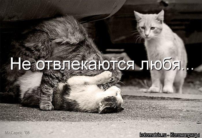 Не отвлекаются любя...... Котоматрица: Не отвлекаются любя...