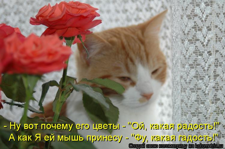 Котоматрица: А как Я ей мышь принесу - "Фу, какая гадость!" - Ну вот почему его цветы - "Ой, какая радость!"