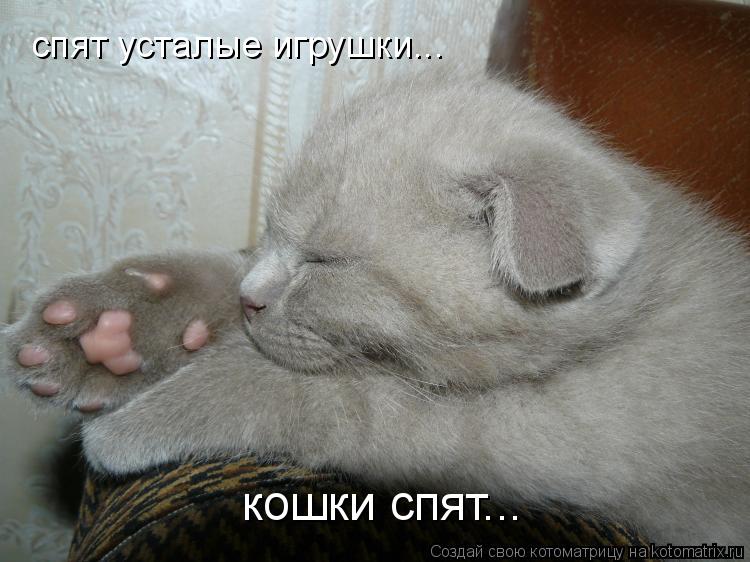 спят усталые игрушки... кошки спят...... Котоматрица: спят усталые игрушки... кошки спят...