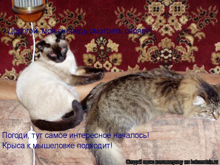 Погоди, тут самое интересное началось! Крыса к мышеловке подходит! - Дорогой, моя очередь смотреть се... Котоматрица: Погоди, тут самое интересное началось! Крыса к мышеловке подходит! - Дорогой, моя очередь смотреть серял!!!
