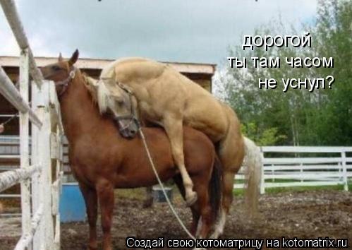 ты там часом не уснул? дорогой... Котоматрица: ты там часом не уснул? дорогой
