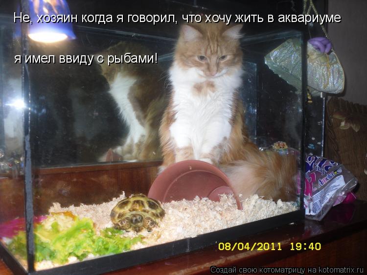 Не, хозяин когда я говорил, что хочу жить в аквариуме я имел ввиду с рыбами!... Котоматрица: Не, хозяин когда я говорил, что хочу жить в аквариуме я имел ввиду с рыбами!