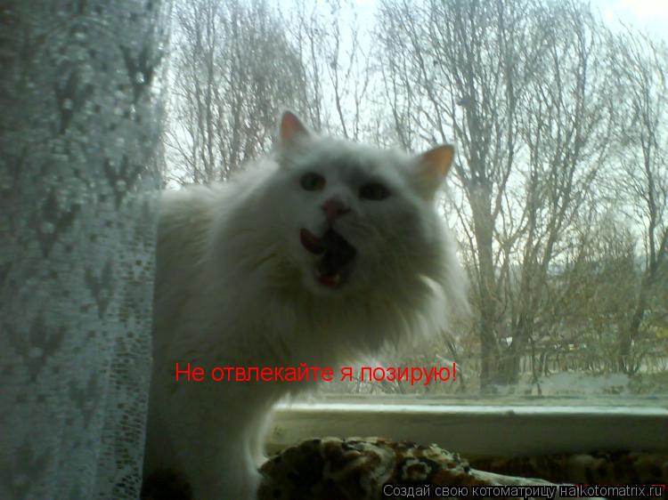 Не отвлекайте я позирую!... Котоматрица: Не отвлекайте я позирую!