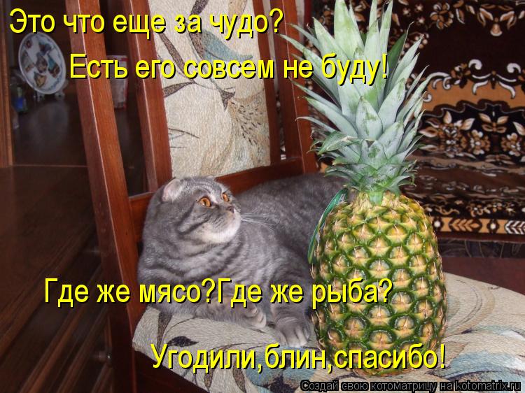 Это что еще за чудо? Есть его совсем не буду! Где же мясо?Где же рыба? Угодили,блин,спасибо!... Котоматрица: Это что еще за чудо? Есть его совсем не буду! Где же мясо?Где же рыба? Угодили,блин,спасибо!