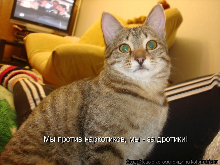 Мы против наркотиков, Мы против наркотиков, мы - за дротики!... Котоматрица: Мы против наркотиков, Мы против наркотиков, мы - за дротики!