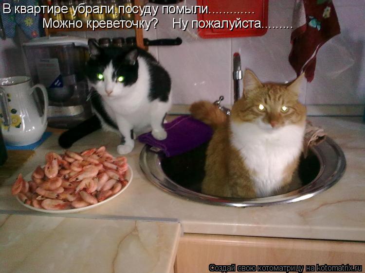 В квартире убрали,посуду помыли............. Можно креветочку? Ну пожалуйста............ Котоматрица: В квартире убрали,посуду помыли............. Можно креветочку? Ну пожалуйста.........