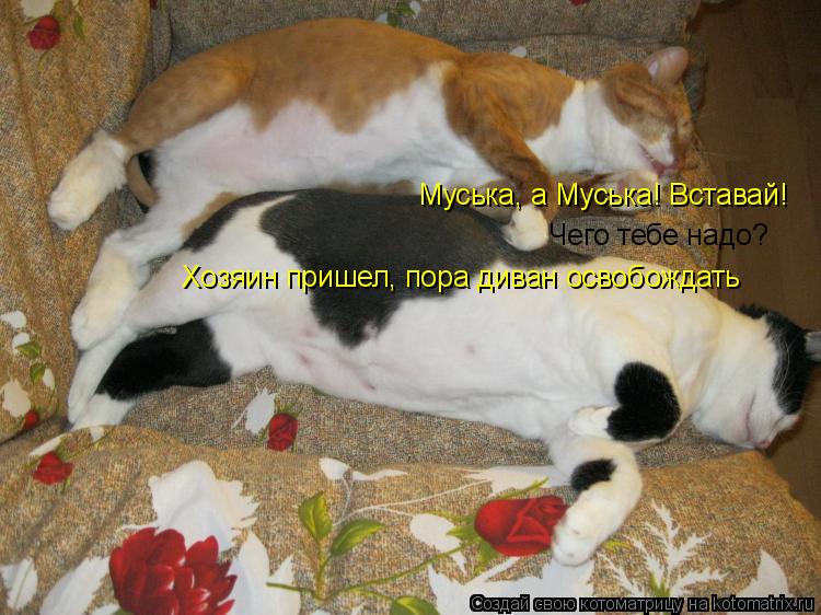 Муська, а Муська! Вставай! Чего тебе надо? Хозяин пришел, пора диван освобождать... Котоматрица: Муська, а Муська! Вставай! Чего тебе надо? Хозяин пришел, пора диван освобождать
