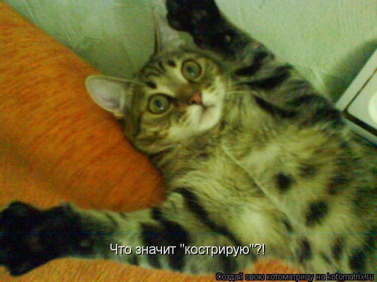 Что значит "кострирую"?!... Котоматрица: Что значит "кострирую"?!