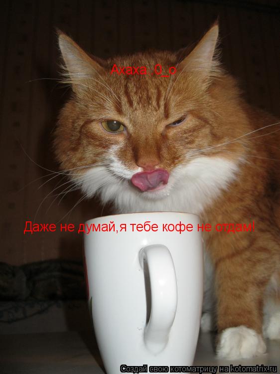 Ахаха..0_о Даже не думай,я тебе кофе не отдам!... Котоматрица: Ахаха..0_о Даже не думай,я тебе кофе не отдам!